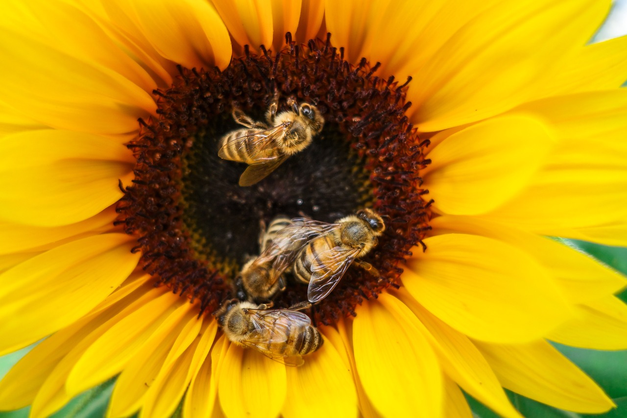 The Importance of Bees in Our Ecosystem